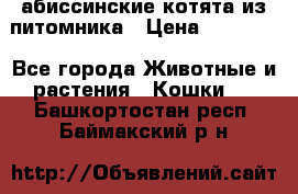 абиссинские котята из питомника › Цена ­ 15 000 - Все города Животные и растения » Кошки   . Башкортостан респ.,Баймакский р-н